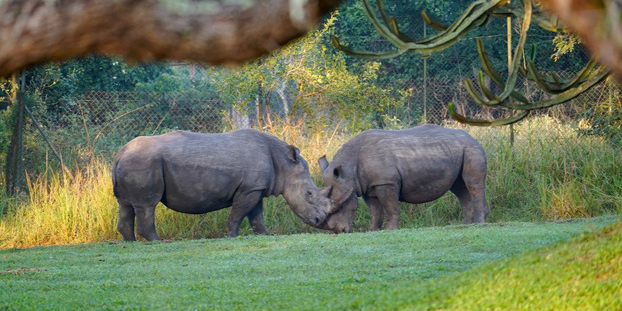 Rinoceronti del Parco Ziwa