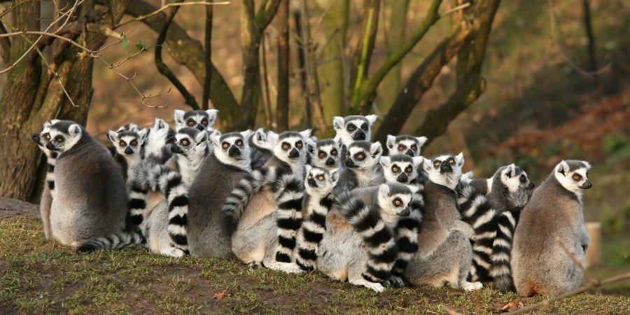 I lemuri, solo in Madagascar